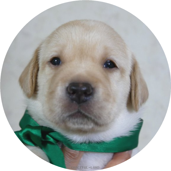 英国ラブラドールの子犬(A child of ソロモン & ) 英国ラブラドールの子犬